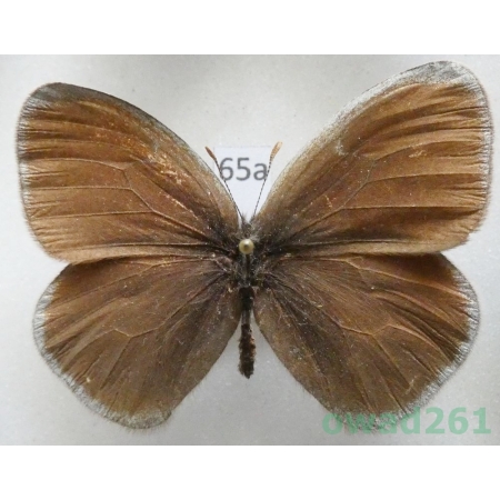 Erebia kalmuka Alphéraky, 1881 Russia65a